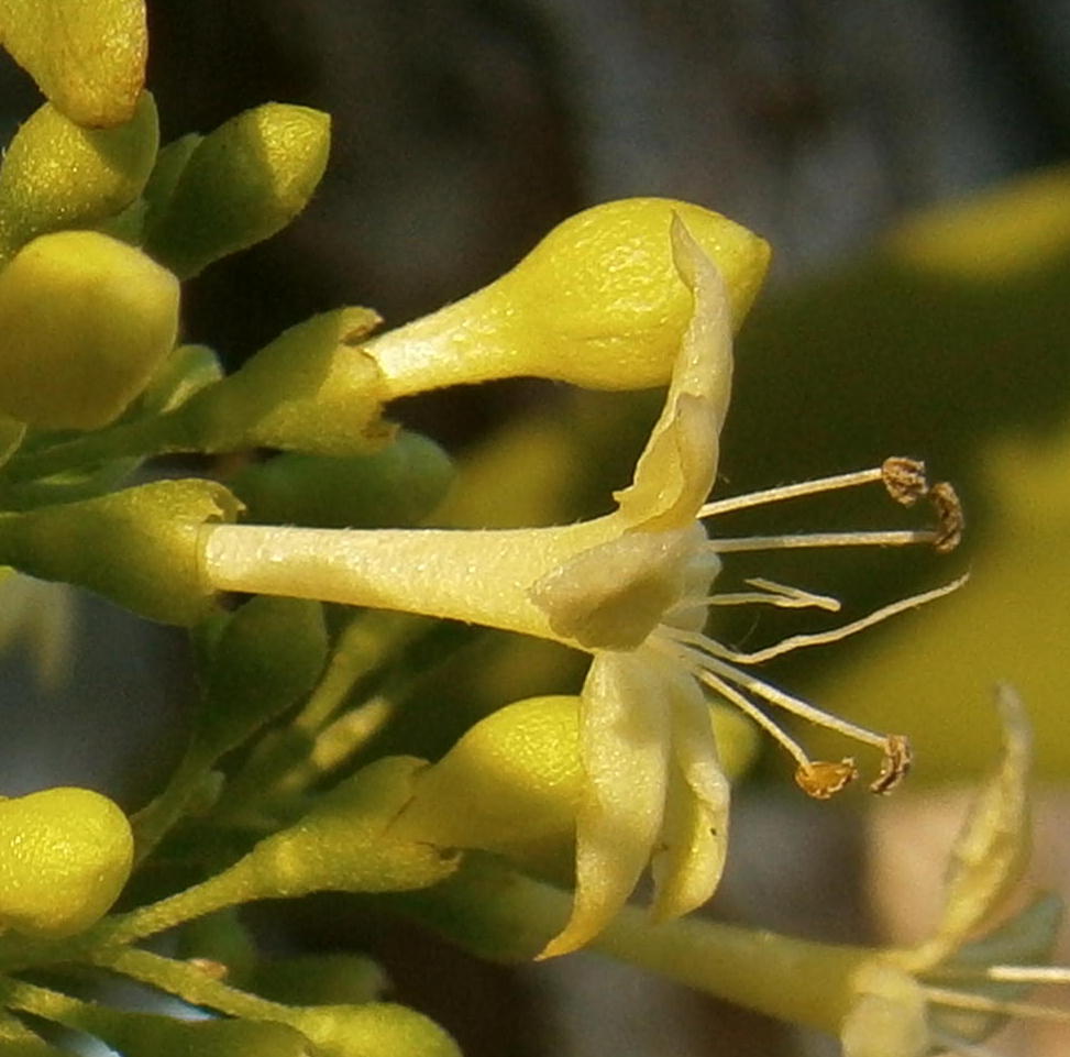 Male flower and pistil